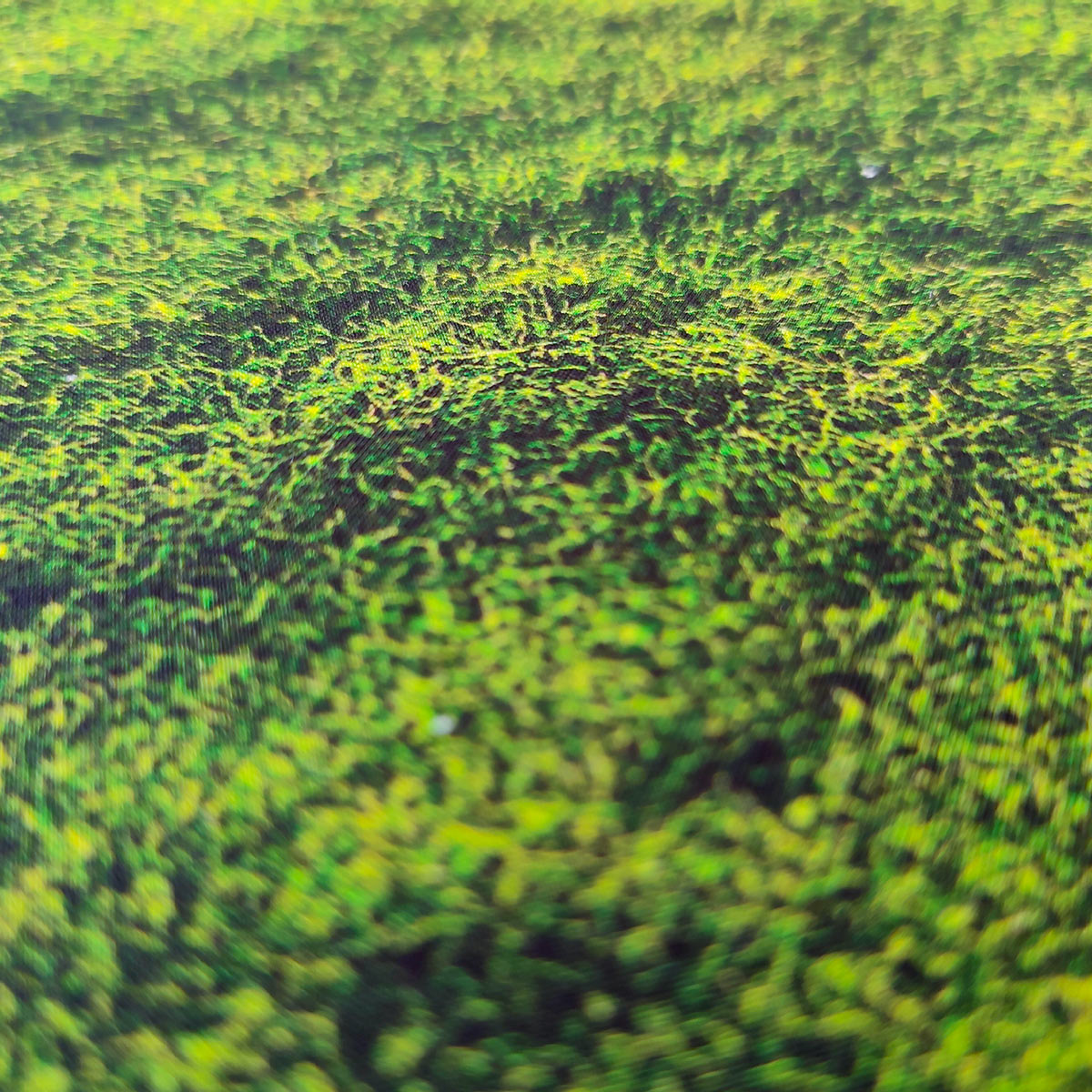 Form´it - Moss - 1 Rolle = 10 lfm  = 12m²